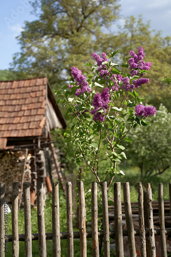 Obraz na płótnie Young tiny lilac tree growing by a wooden tent on old rural house tiled roof background in spring w salonie