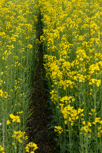 Detail of flowering rapeseed field. Rapeseed field. Agriculture, biotechnology, fuel, food industry, alternative energy, environmental conservation.