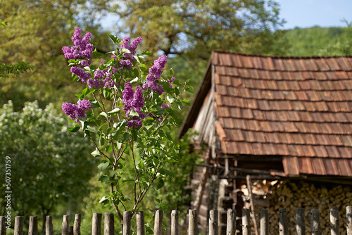 Obraz na płótnie Young tiny lilac tree growing by a wooden tent on old rural house tiled roof background in spring w salonie