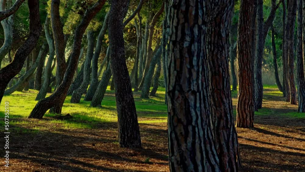 Twisted pines and straight trunks, in the Pineta Filiani, illuminated by the first light of dawn on the Adriatic Sea. Pineto, Abruzzo Twisted pines and straight trunks, in the Pineta Filiani, illuminated by the first light of dawn on the Adriatic Sea. Pineto, Abruzzo