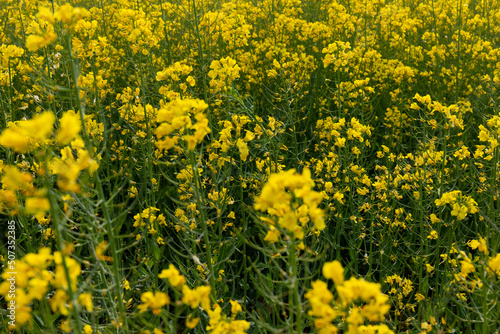 Detail of flowering rapeseed field. Rapeseed field. Agriculture, biotechnology, fuel, food industry, alternative energy, environmental conservation.