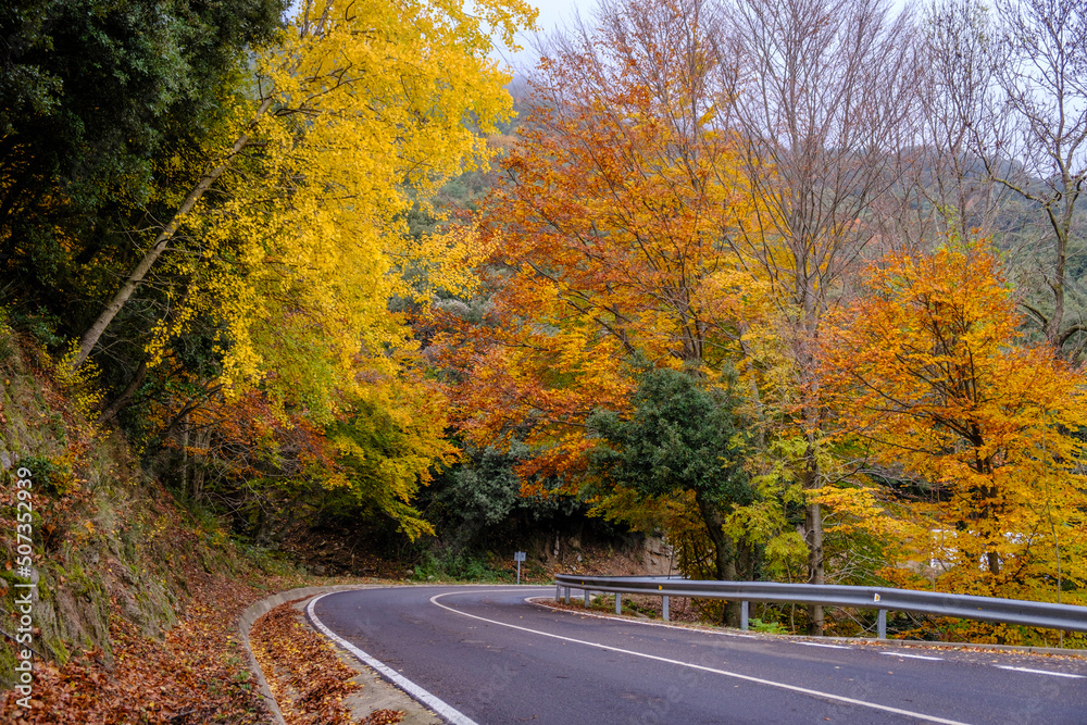 Beech forest in autumn, in the province of Girona in Catalonia (Spain)