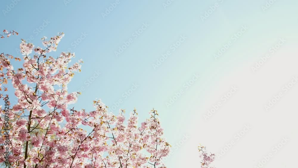 Fresh pink cherry blossoms blossoming. Warm and beautiful spring day. Pink tree branches and blue sky with sunshine. Fairytale. Pink flowers opening. Sakura. Stick tree branch springtime. 