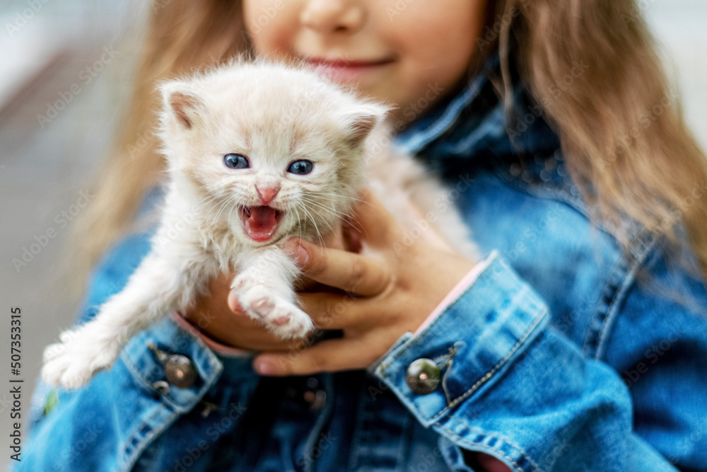Little white kitten meows in the arms of a girl Little white kitten meows in the arms of a girl
