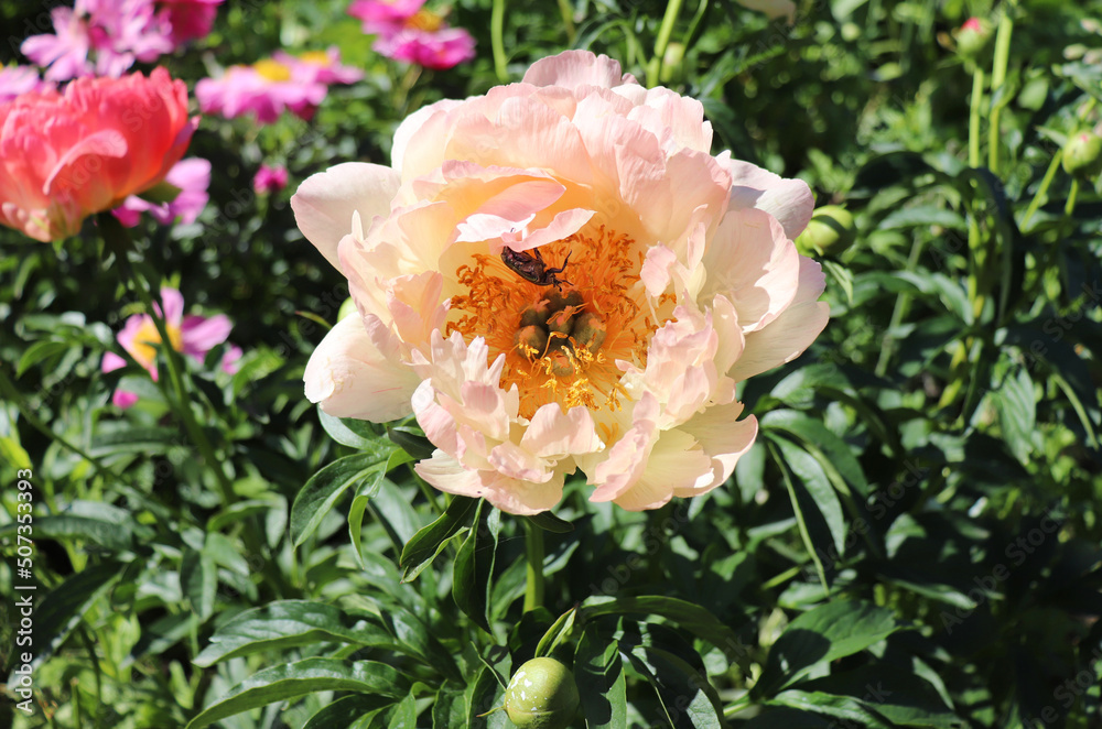 Coral Charm. Peony in the garden. Shot of a peony in bloom works perfectly with the green background. Spring background. Blooming, spring, flora. Flowers photo concept.Greeting cards. Coral Charm. Peony in the garden. Shot of a peony in bloom works perfectly with the green background. Spring background. Blooming, spring, flora. Flowers photo concept.Greeting cards.
