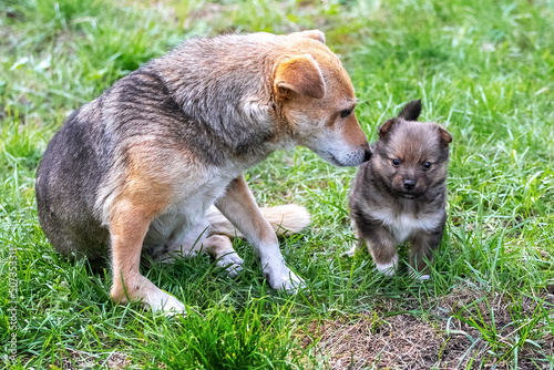 Little cute puppy next to his mother dog