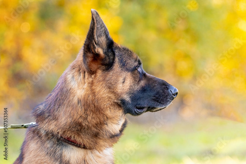 Dog breed German Shepherd with an attentive look, a portrait of a dog in profile