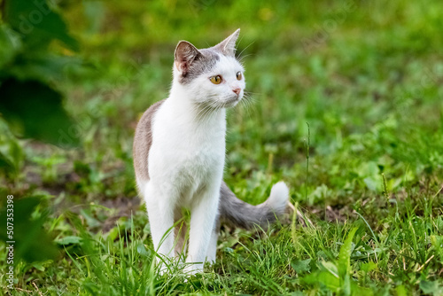 White spotted cat in the garden on green grass