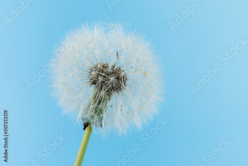 Macro dandelion blowing away, blue sky background. Freedom to Wish. Seed macro closeup. Goodbye Summer. Hope and dreaming concept. Fragility. Springtime. soft focus. Macro nature. abstract background
