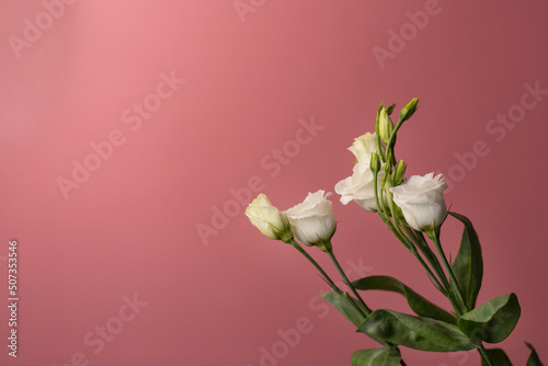 Branch of delicate small white gardenia roses on a pink background photo