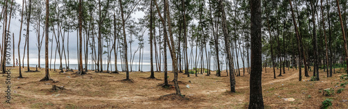 Pine forest on sand beach of some sea side at the coastal area of Digha, West Bengal, India.
