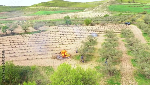 farmers burning  branches after pruning  olive trees in an olive grove close to a vineyar. Aerial view. Bargota, Navarre, Spain, Europe. photo