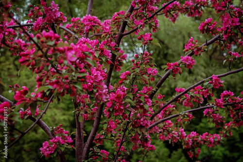 Apple tree blooming in the park © nata_vkusidey
