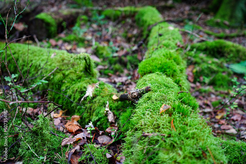 Close up of moss gorwing on fallen logs in woodland
