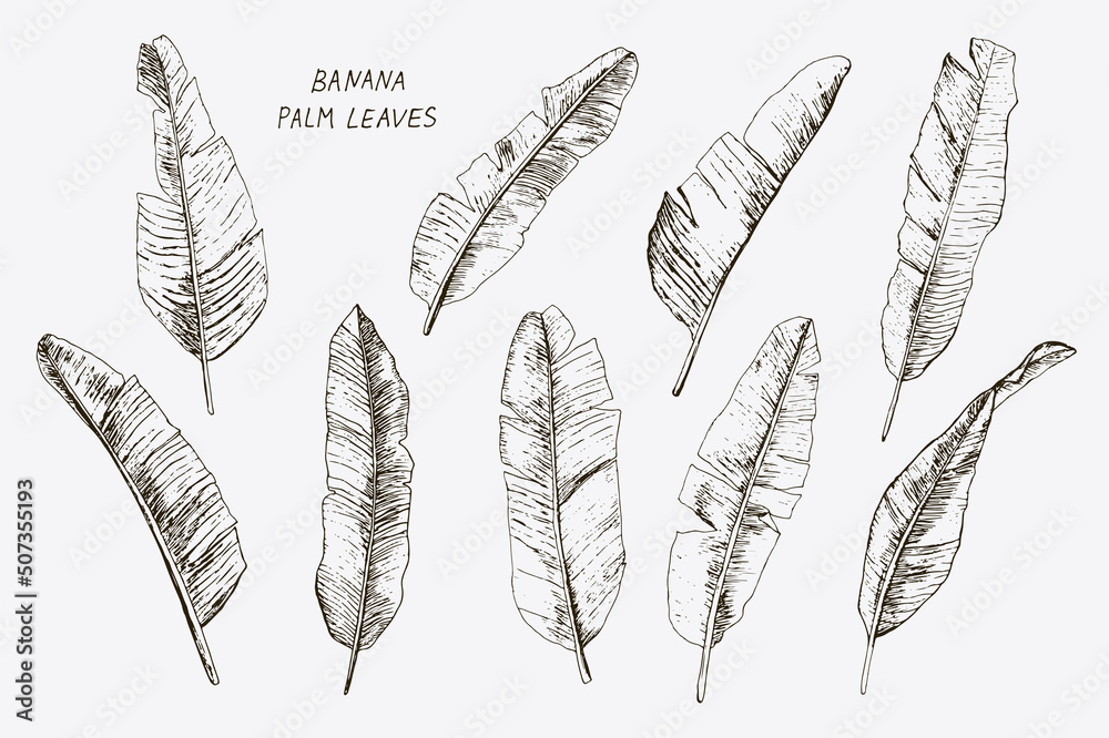 Banana Palm leaves illustrations vector set Banana Palm leaves illustrations vector set