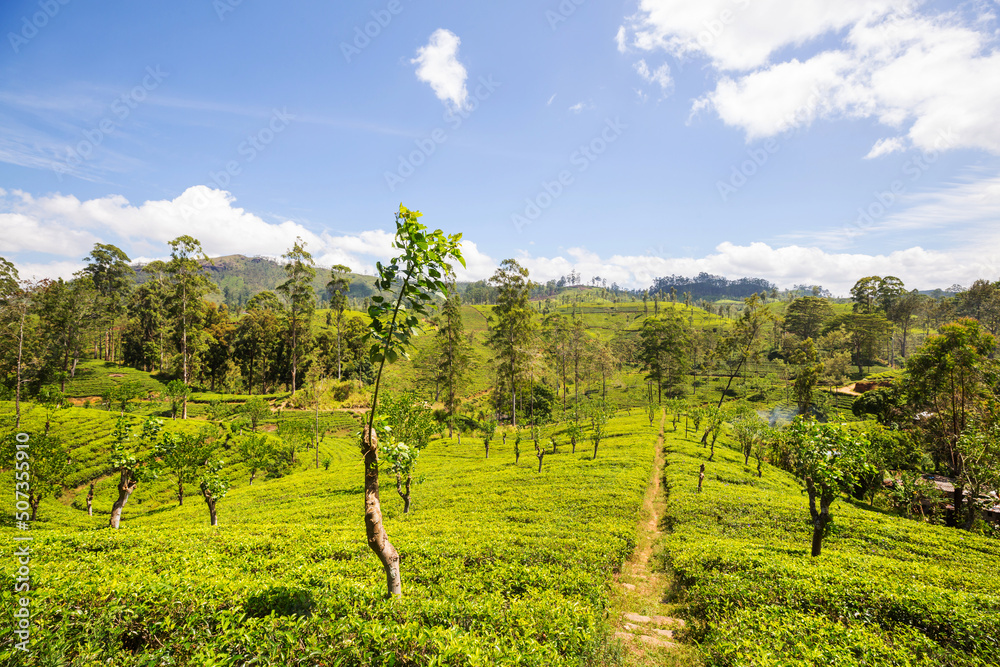 Obraz premium Tea plantation