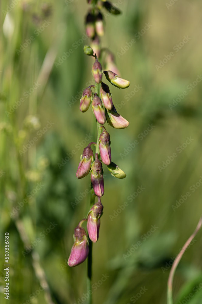 Lathyrus sylvestris - Flat pea - Gesse des bois-Gesse sauvage