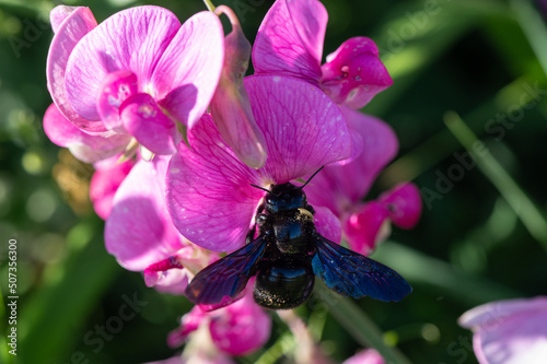 Xylocopa violacea - Violet Carpenter Bee - Abeille charpentière / Lathyrus sylvestris - Flat pea - Gesse des bois-Gesse sauvage photo