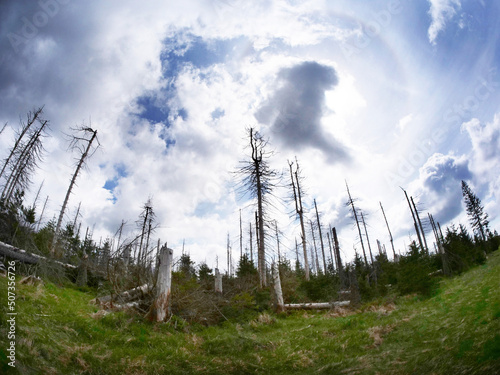 Tree dieback in the Harz National Park near the Brocken on the Achtermannshoehe in Lower Saxony.. photo