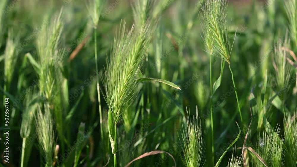 green grass in the wind green grass in the wind