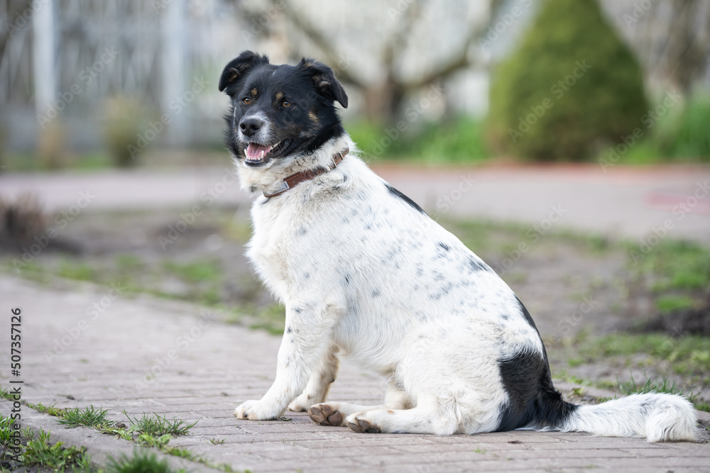 Obraz premium Dog playing outside smiles. Curious dog looking at the camera. Close-up of a young mix breed dog head outdoors in nature sticking out his tongue. Homeless mongrel dog waiting for a new owner.
