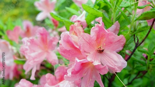 Bee on the azalean  spring flower photo