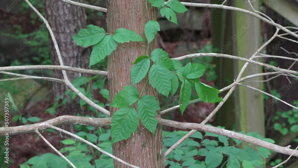 Poison Ivy leaves swaying in the wind Poison Ivy leaves swaying in the wind