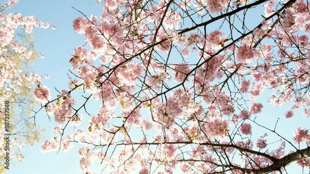 Beautiful cherry blossom tree in the sunlight with blue sky. Spring flower trees. Sakura cherry blossoms. Spring wind softly breezing. Easter fresh pink blossoming apricot. Soft and true nature colors Beautiful cherry blossom tree in the sunlight with blue sky. Spring flower trees. Sakura cherry blossoms. Spring wind softly breezing. Easter fresh pink blossoming apricot. Soft and true nature colors