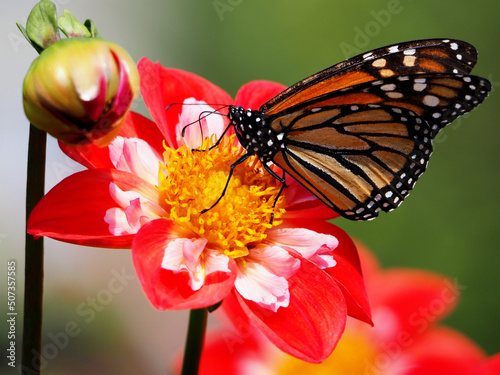 Canvas Print monarch butterfly on flower