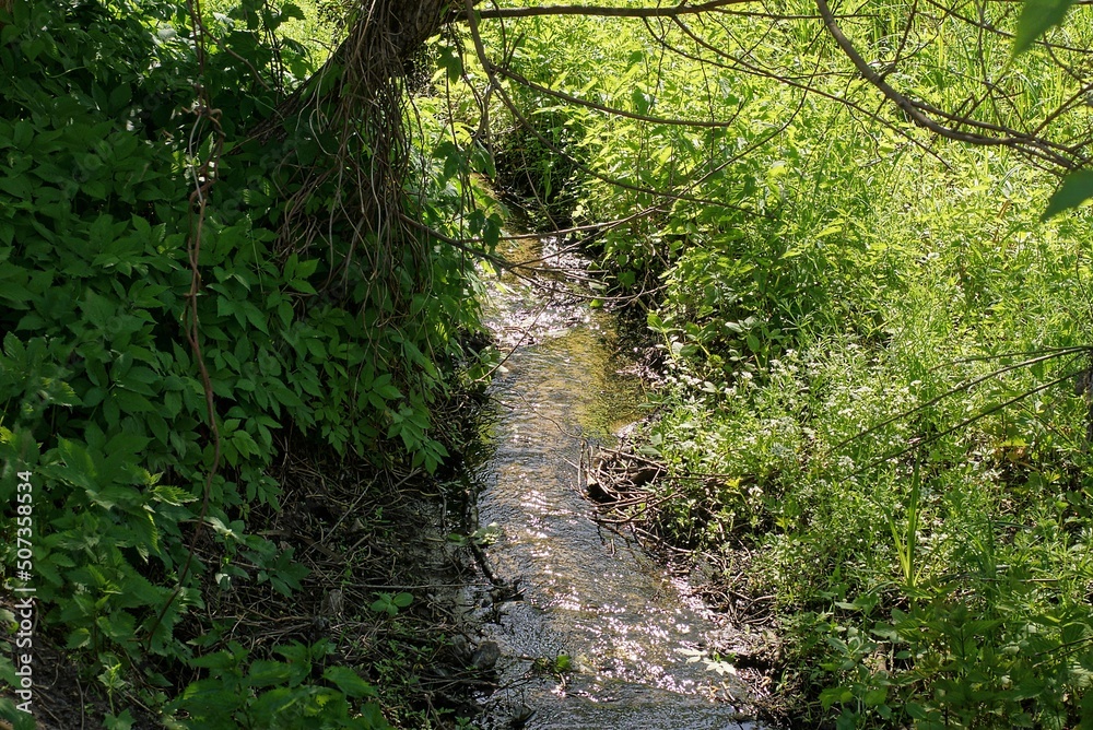 a small stream with clear water among green grass and vegetation in nature a small stream with clear water among green grass and vegetation in nature