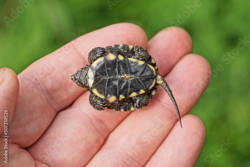 one small baby wet brown yellow turtle lies on a fingers on a green background