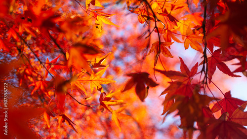 Autumn foliage red and orange tree canopy
