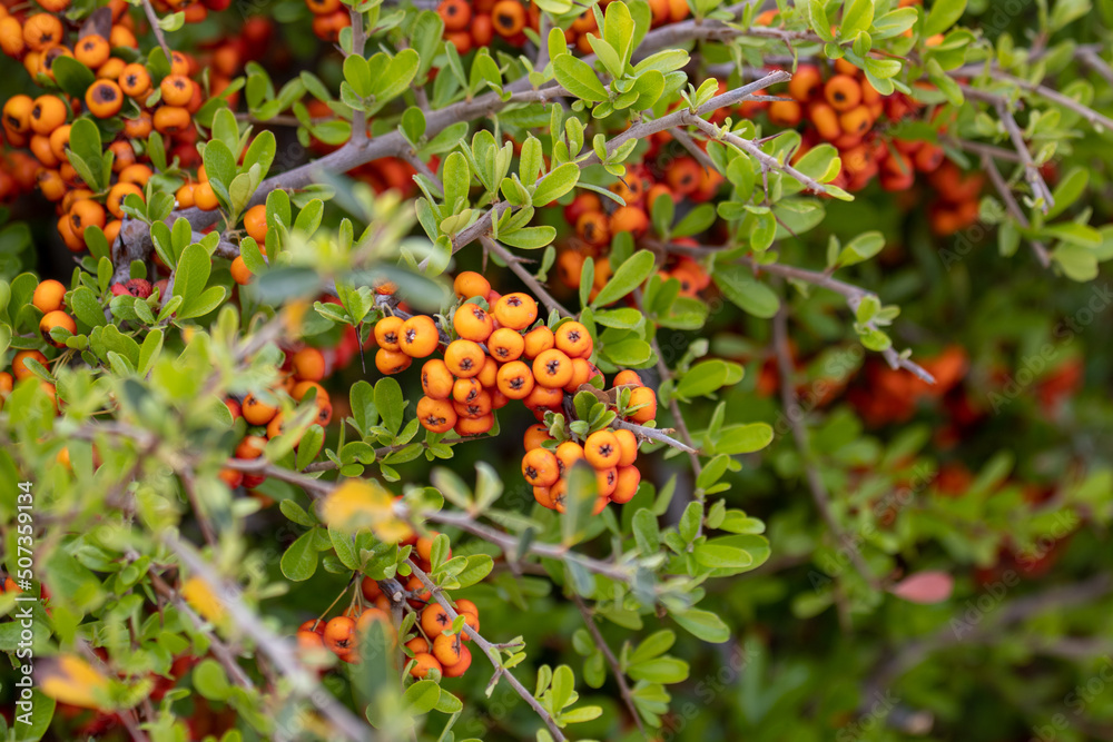 berries on a bush