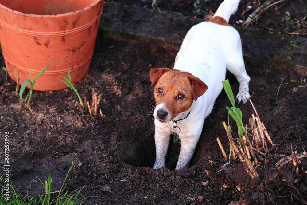 The dog in the yard is digging a hole.
Pies na podwórku kopie dziurę. - obrazy, fototapety, plakaty 