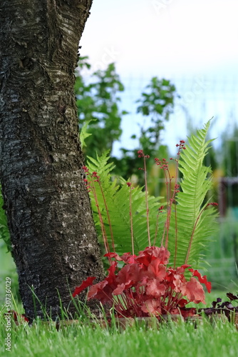 Heucher. A garden plant, decorative fern leaves in the background.
Heuchera. Roślina ogrodowa, w tle ozdobne liście paproci.