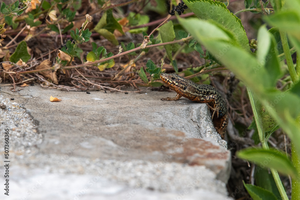 Lézard des murailles Lézard des murailles
