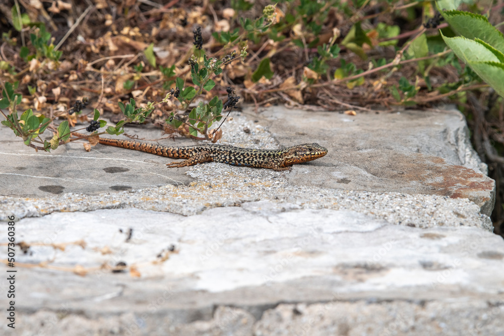 Fototapeta premium Lézard des murailles