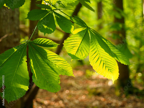 Horse Chestnut Leaves
