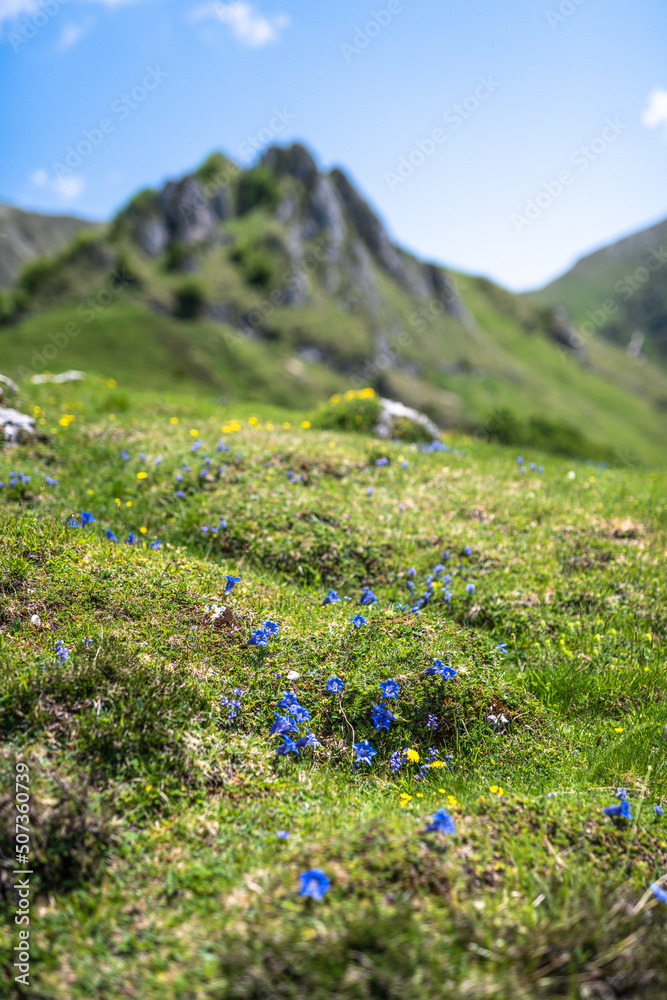 Fotografie wildflowers on the Pyrenees mountain