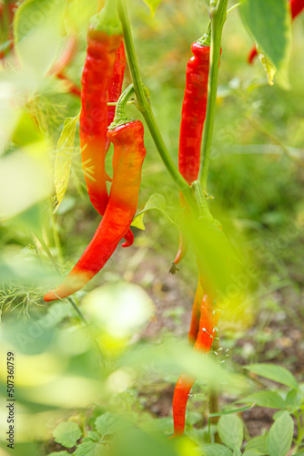 Gardening and agriculture concept. Perfect red fresh ripe organic chili pepper ready to harvesting on branch in garden. Vegan vegetarian home grown food production. Picking hot spicy cayenne pepper