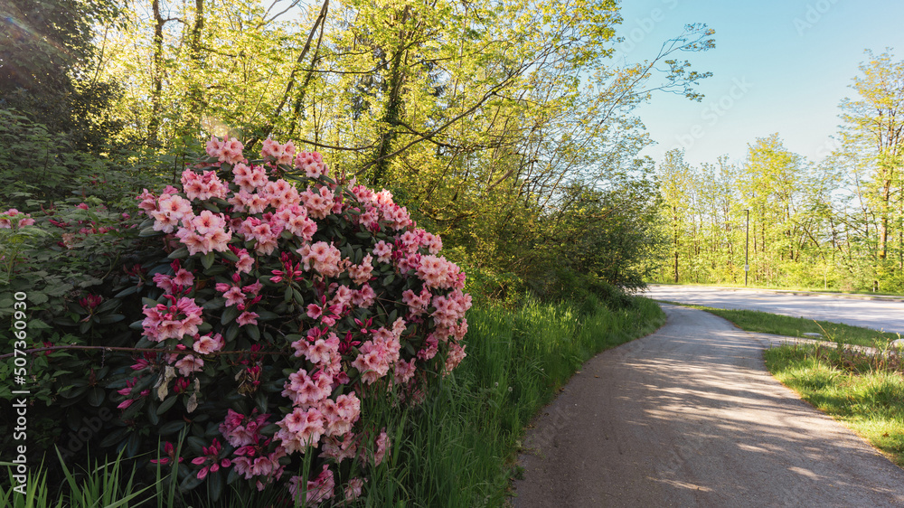 Rhododendrons growing naturally by a path at the side of Gaglardi Way on Burnaby Mountain, BC. Rhododendrons growing naturally by a path at the side of Gaglardi Way on Burnaby Mountain, BC.