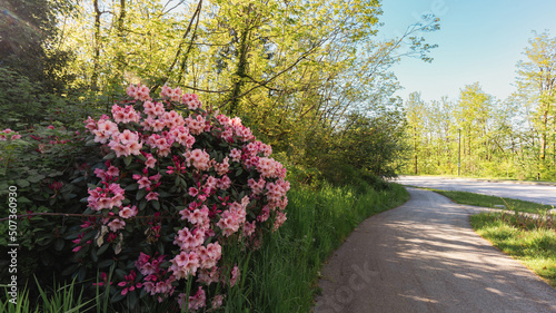 Rhododendrons growing naturally by a path at the side of Gaglardi Way on Burnaby Mountain, BC. © Andrew