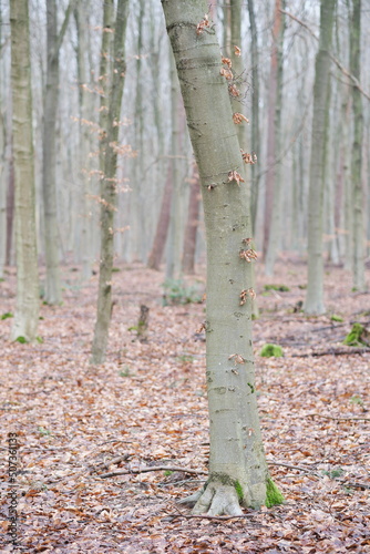 Wallpaper Mural Ein hell grauer Baumstamm mit wenige helle, trockene Blätter steht im hellen Wald . Torontodigital.ca