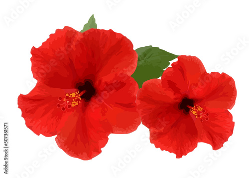 Tropical hibiscus flower isolated on white background. Red flower illustration. Wildlife.