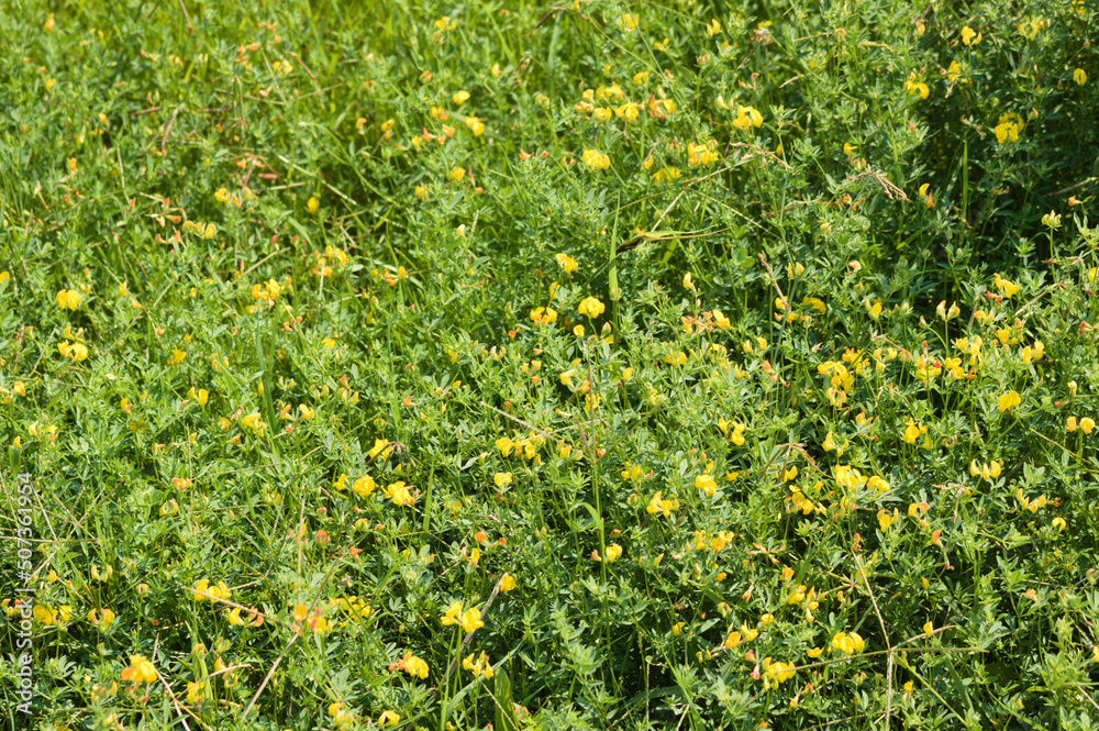 Closeup of common bird's foot trefoil flowers with selective focus on foreground Closeup of common bird's foot trefoil flowers with selective focus on foreground