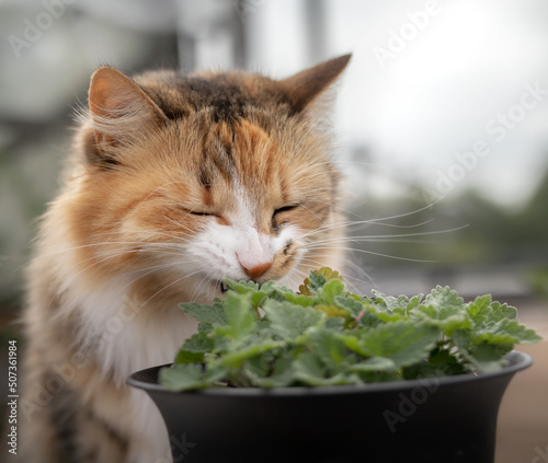 Foto Cat smelling a catmint plant, outside on the patio