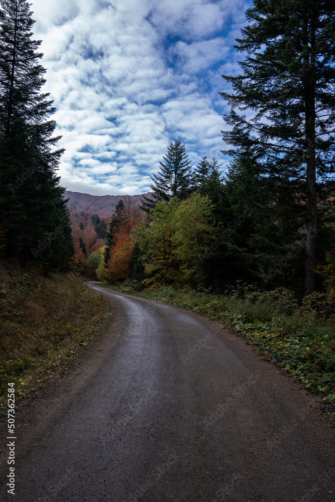 Obraz premium road in the forest