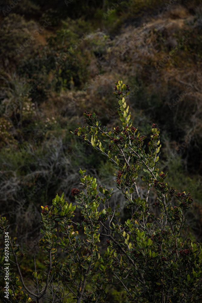 Fototapeta premium fern in the forest