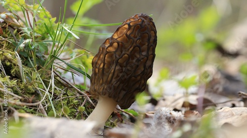 mushroom in the forest