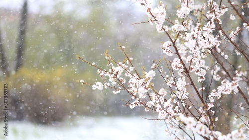 morning in the forest